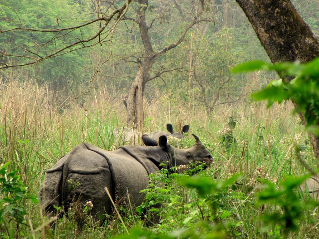 Sweet Home Chitwan Exterior photo